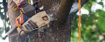 How Our Tree Care Process Works  in Oakwood, OH